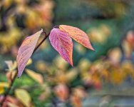 Autumn Colours-2.jpg