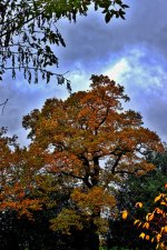 Autumn Oak.jpg