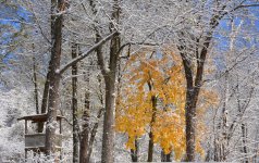 Yellow Tree.jpg