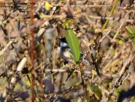 318 Chickadee-131116-01_01.jpg