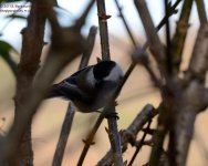 318 Chickadee-131116-02_01.jpg