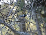 318 Chickadee-131116-03_01.jpg