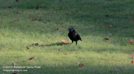 318 Crow-131116_01.jpg