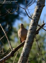318 Dove-131116_01.jpg