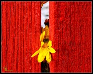 Day321Flower.jpg