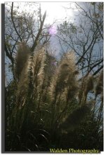 Sunlit Grass.jpg