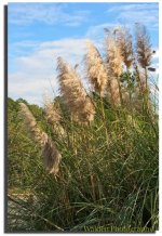 Sunlit Grass 3.jpg