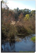 Reflections 1.jpg