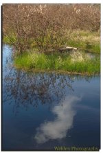 Reflections 2.jpg