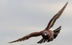 DSC_3490m.jpg