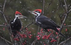Woodpeckers.jpg