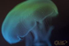 jelly1.jpg