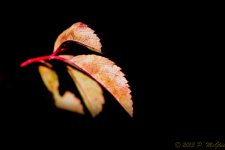 DSC_5495-Edit copy.jpg