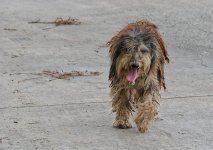 stray-dog-1.jpg