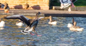 DSC_3720.jpg