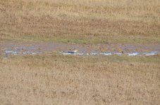 DSC_3900m.jpg