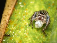 59879d1384995697-spiders-shm_5190.jpg