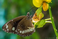 SHM_5267-2.jpg