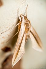 SHM_5255.jpg