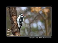 WoodPecker1.jpg