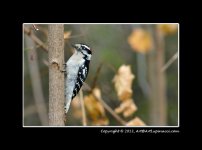 WoodPecker2.jpg