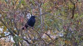 DSC_0012.jpg