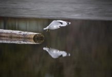 Taking Flight.jpg