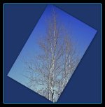 2013-11-21 TREE2.jpg