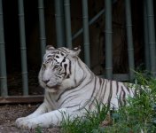 DSC_1343.JPG