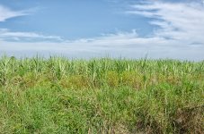 sugarcane-2.jpg