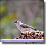 Tufted Titmouse 02.jpg