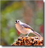 Tufted Titmouse 04.jpg