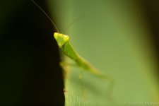 SHM_5415.jpg