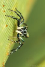 60106d1385101388-spiders-shm_5429.jpg