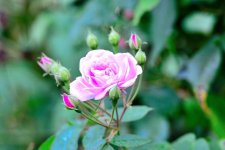 One of the last roses.jpg