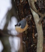 324 Nuthatch-131122-02_01.jpg