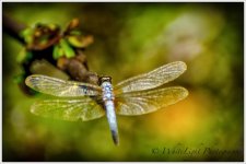 20130524-DSC_7350-2_WLP.jpg