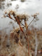 DSCN9287.jpg