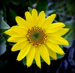 WILD FLOWERS 045.jpg