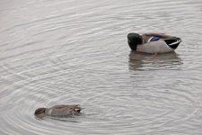 DSCN9267.jpg