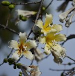 TulipTree23Nov.jpg