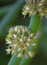 Euphorbia23Nov.jpg