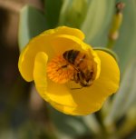 bee23nov.jpg