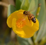 bee23nov2.jpg