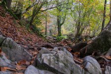 Autumn-1.jpg