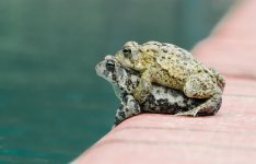 frogs d7k (1 of 1).jpg