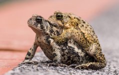 frogs d600.jpg