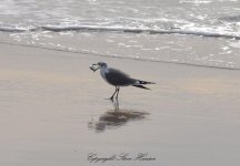 DSC_0562.jpg