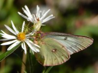 butterfly.jpg