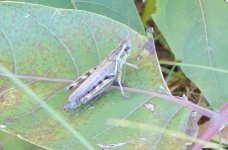 DSCN0518.jpg